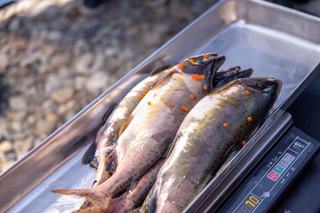 Cabillaud enceinte : poisson blanc idéal pendant la grossesse